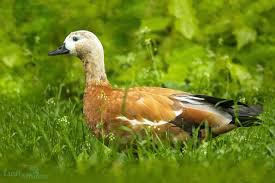 Ruddy Shelduck Angit Moscow 2017 2020