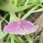 Image result for Oxalis obliquifolia