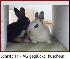 Kaninchen sind schon relativ früh geschlechtsreif. Vergesellschaftung Kaninchenhilfe Deutschland E V Aktiv Fur Kaninchen