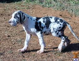 Known as the german mastiff, this extremely large german bred dog commonly referred to as a velcro dog, the dane is sweet and loyal and needs to be with his family as this is a companion dog first and foremost. Great Dane Puppy For Sale Terrific 8 Years Old
