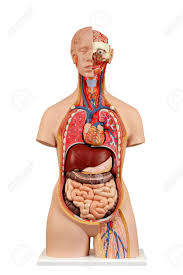 Male anatomical figure, view of internal organs. Anatomical Model Unisex Torso Stock Photo Picture And Royalty Free Image Image 57815304