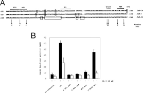 Contextual translation of bm into korean. Dub 1a A Novel Deubiquitinating Enzyme Subfamily Member Is Polyubiquitinated And Cytokine Inducible In B Lymphocytes Journal Of Biological Chemistry