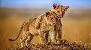 Cute Lion Cubs Wallpaper Animals Animals Beautiful Lion Photography