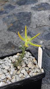 Image result for Orbea rogersii