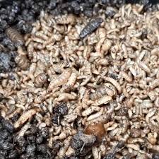 Maybe you would like to learn more about one of these? Terkini Budidaya Maggot Bsf Pdf