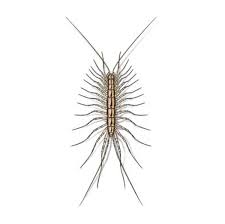Centipedes centipedes can be found anywhere there are other bugs, like your basement. House Centipede Identification Habits Behavior Ehrlich Pest Control