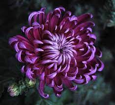 Pin By La De Da Jewelry On Coloriages Chrysanthemum Tattoo Chrysanthemum Chrysanthemum Flower