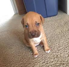 Generally, the price for a mixed the german shepherd is known to suffer from many joint and heart problems as it ages. German Shepherd Puppies Mn Craigslist Dogs Breeds And Everything About Our Best Friends