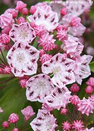 Image result for Commelina latifolia