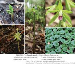 Image result for Nervilia sp.no.4