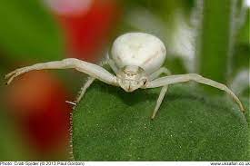 Crab Spiders Misumena Vatia Uk Safari