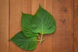 シソ 紫蘇 の栄養 効能 大葉との違いは 長持ちする保存方法とは Horti ホルティ By Greensnap