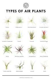 Air plants ( tillandsia spp.) are epiphytes, meaning that in nature they grow on other plants, usually on tree branches. Pin On Air Plants
