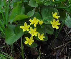 Recensisci per primo aqua lumo fiori acquatici cm 9,5×6,5×12,5 annulla risposta. Caltha Palustris Piante Acquatiche