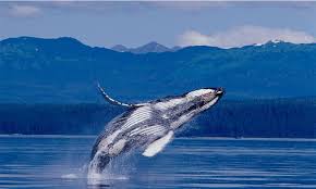 اكبر حيوان في العالم الحوت الازرق سوق الطيور Whale High Resolution Wallpapers Nature Photographs