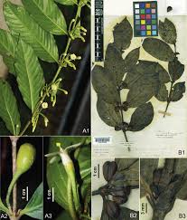 Image result for Canthium