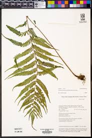 Image result for Pseudocyclosorus