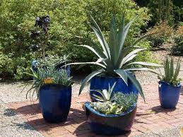 We did not find results for: Contain Your Plants Unleash Your Imagination East Texas Gardening