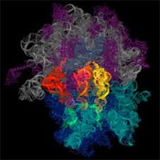 A gene is a segment of dna that codes for a functional product (mrna, trna, or rrna). The Role Of Rna In Protein Synthesis Rna Therapeutics Institute