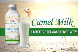 Pasteurized milk (regardless of its source) is generally safe for consumption. Camel Milk 8 Benefits Reasons To Give It A Try Drjockers Com