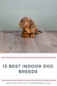 15 best indoor dogs for homebodies canine weekly miniature dog breeds best small dogs indoor dog