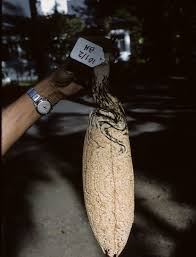 Image result for Acanthophoenix rubra