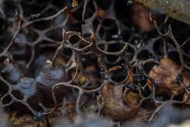 Weton, penanggalan yang dianggap ramalan. Madu Kelulut Komitmen Warga Labuh Air Pandan Menjaga Alam Mongabay Co Id Mongabay Co Id