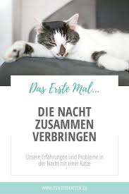 Die Nacht Zusammen Verbringen Das Erste Mal Katzen Katzenhaltung Katzen Bett