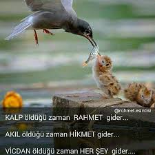 Rahmet Esintisi Sevdiklerinizi Etiketleyerek Onlarin Da Okumasina Vesile Olun Rahmet Esintisi R Animals Cuddly Animals Cute Animals