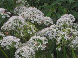 Over 6,853 chive flowers pictures to choose from, with no signup needed. Pollinator Fest On Garlic Chive Blossoms Southern Exposure Seed Exchange