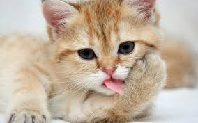 Kucing parsi paling comel di dunia. 50 Gambar Anak Kucing Comel Teratas
