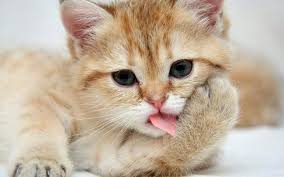 Blog ini berbagi gambar dan foto dengan kualitas yang baik. 50 Gambar Anak Kucing Comel Teratas