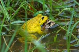 Pin Oleh Esa Takashimura Di Foto Katak Katak
