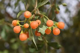 Image result for Cordia sinensis
