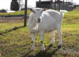 Finden sie business plan create auf gigagünstig, die website, um preise zu vergleichen! Goat Farming Business Plan Hobby Farms