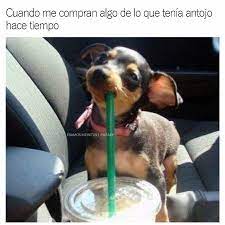 Pin By Camila Moraga On Memes Chihuahua Facts Cute Animals Pets