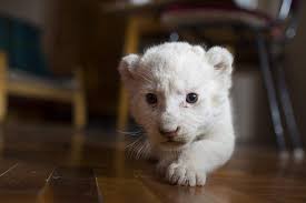 Check spelling or type a new query. New Born White Lion Cub In The Nyiregyhaza Zoo Photos Daily News Hungary