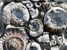 At nearly 80 million years, it is the longest geological period of the entire phanerozoic. ÙƒÙ„ Ù…Ø§ ØªØ­ØªØ§Ø¬ Ù…Ø¹Ø±ÙØªÙ‡ Ø¹Ù† Ø§Ù„Ø¹ØµØ± Ø§Ù„Ø·Ø¨Ø§Ø´ÙŠØ±ÙŠ Ø­Ø¶Ø§Ø±Ø©