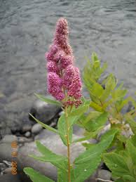 Image result for Spiraea douglasii