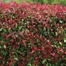 Photinia Red Robin Garden Express