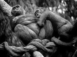 صور غوريلات معلومات وانواع الغوريلا Animals Beautiful Animals Animal Photography