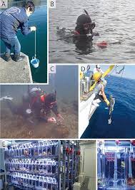 汲んだ水から深海生物の種類を判別 世界初 「クモヒトデメタバーコーティング」技術を開発 | Research at Kobe