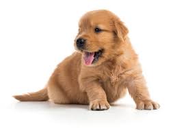 Golden Retriever Puppies For Sale Under 1000 Off 52 Www Usushimd Com