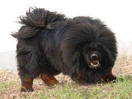 It is devoted to its owners. Tibetan Mastiff Dog Info Puppies Sale Cost Facts Pictures