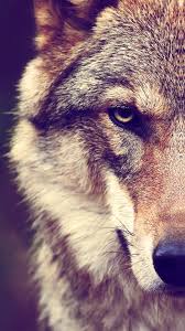 Wolf howling at the moon. Wolf Wallpapers Background Hupages Download Iphone Wallpapers Iphone Wallpaper Wolf Wolf Pictures Wolf Wallpaper