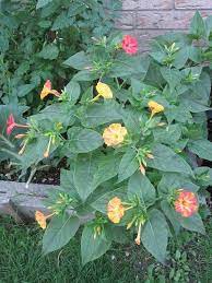 Pin On Gardening