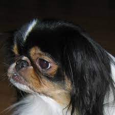 The average duration of symptoms before diagnosis is 3 months and include bleeding from the nose what are the treatment options for nasal cavity tumors in dogs? Symptoms Of Nose Cancer In Dogs Dog Discoveries