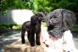 All shindo life codes list. These Super Realistic Custom Made Pet Replica Masks Are A Sweet Spot Between Cute And Frightening Bored Panda