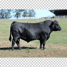 Through centuries of exposure to inadequate food supplies, insect pests, parasites. Bull Angus Cattle Brangus Brahman Cattle Horn Png Clipart Angus Cattle Brahman Cattle Brangus Breed Bull