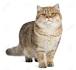 British shorthair cattery | United States | British ...